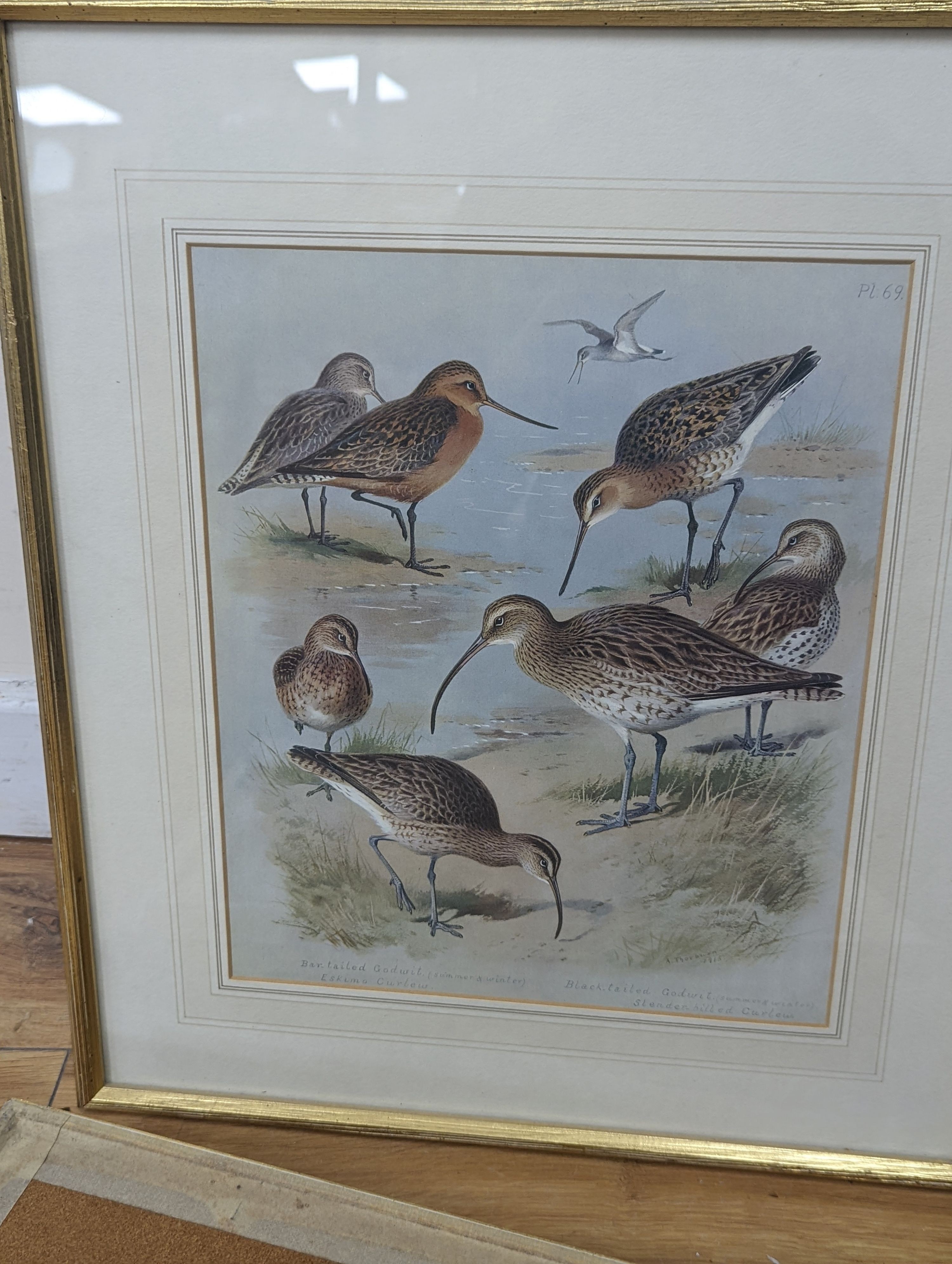 A group of assorted ornithological prints including three lithographs after Edward Lear, largest 52 x 36cm